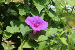 Ipomoea mitchelliae