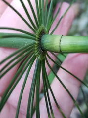 Equisetum myriochaetum