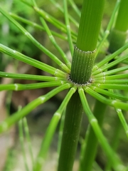 Equisetum myriochaetum
