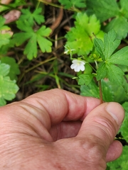 Geranium homeanum
