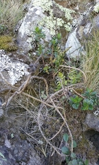 Veronica lavaudiana