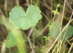 Hydrocotyle laxiflora
