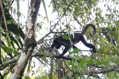 Alouatta pigra
