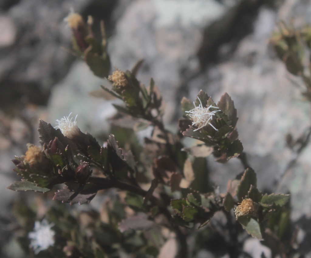Ageratina campyloclada