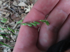Melica mutica