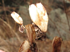 Veratrum hybridum