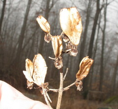Veratrum hybridum
