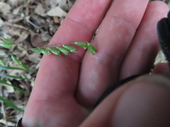 Melica mutica