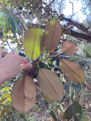 Chrysophyllum oliviforme