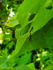 Cryptinae
