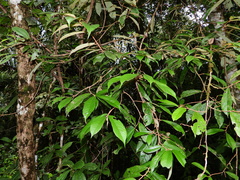 Theobroma subincanum