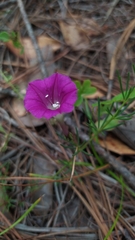 Ipomoea capillacea