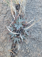 Dudleya saxosa