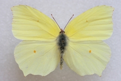 Gonepteryx farinosa