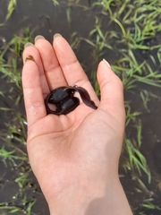 Leptodactylus luctator