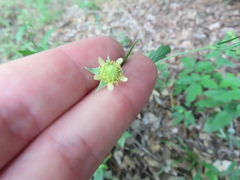 Geum virginianum