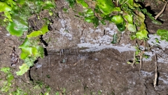 Arachnocampa luminosa