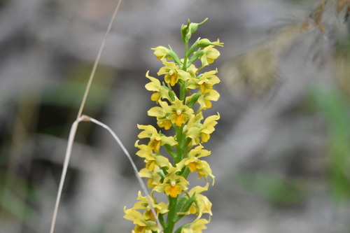 Image of Gavilea odoratissima by (c) Patrick Jackson, some rights reserved (CC BY)