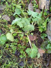 Scrophularia vernalis