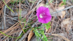 Ipomoea capillacea