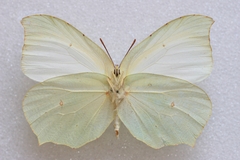 Gonepteryx farinosa