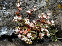 Sedum jaliscanum