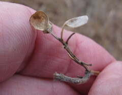 Scutellaria integrifolia