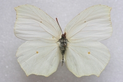 Gonepteryx farinosa