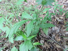 Geum virginianum