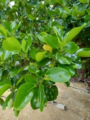 Griselinia lucida