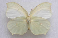 Gonepteryx farinosa