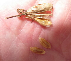 Veratrum hybridum