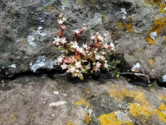 Sedum jaliscanum