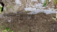 Arachnocampa luminosa