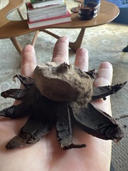 Astraeus hygrometricus
