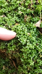 Mniaceae