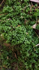 Mniaceae