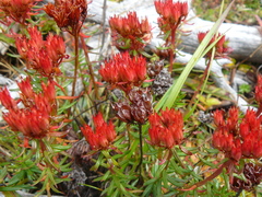 Rhodiola