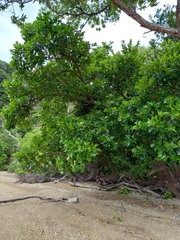 Griselinia lucida