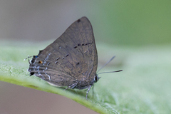 Parrhasius polibetes