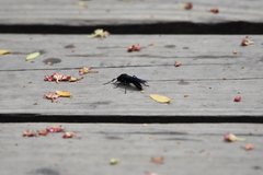 Elaphroptera