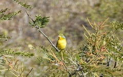 Passerina leclancherii