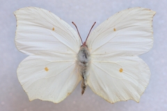 Gonepteryx farinosa