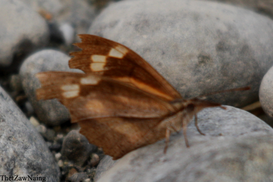 Club Beak (Butterflies of Myanmar (Burma)) · iNaturalist