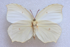 Gonepteryx farinosa