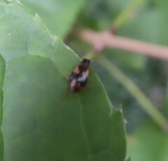 Lebia