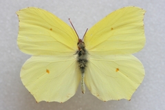 Gonepteryx farinosa