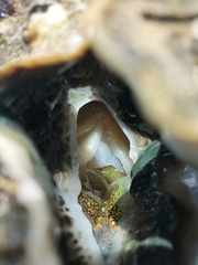 Tridacna derasa