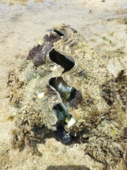 Tridacna derasa