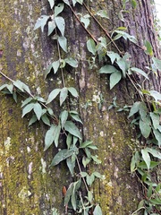 Dolichandra unguis-cati